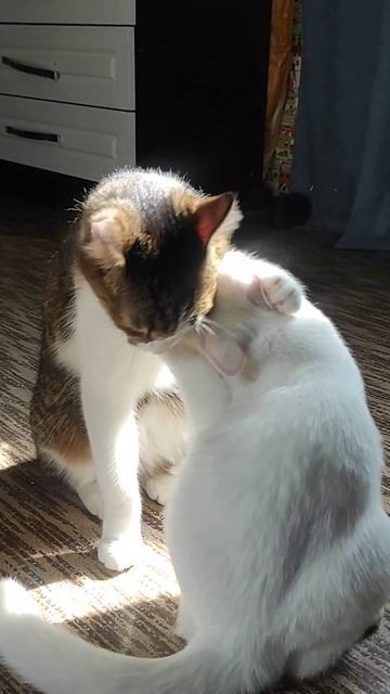 Малыш и Фасолька.. Няшки