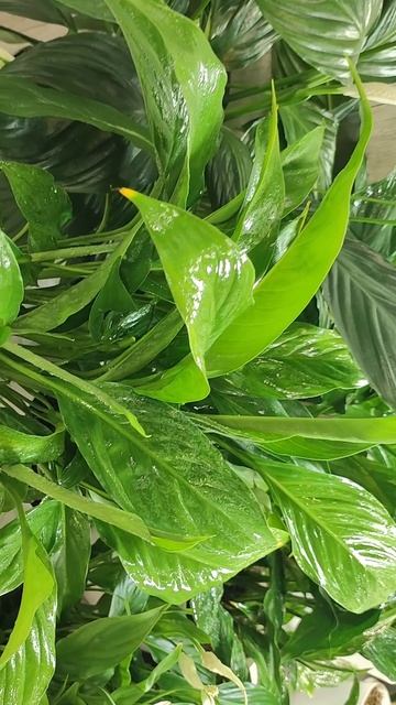 Спатифиллум обожает ЭТО и тогда цветет круглый год #цветы смотреть онлайн