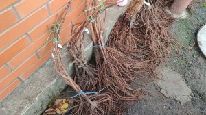 Саженцы винограда к продаже
+79885453295