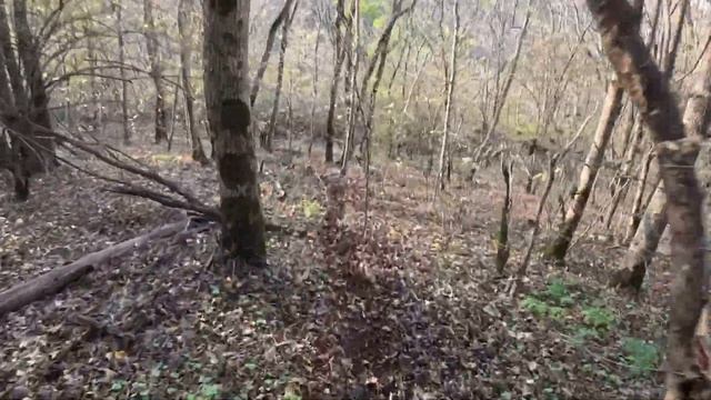 «Спасти рядового Макрона — и другие приключения Анастасика» смотреть онлайн