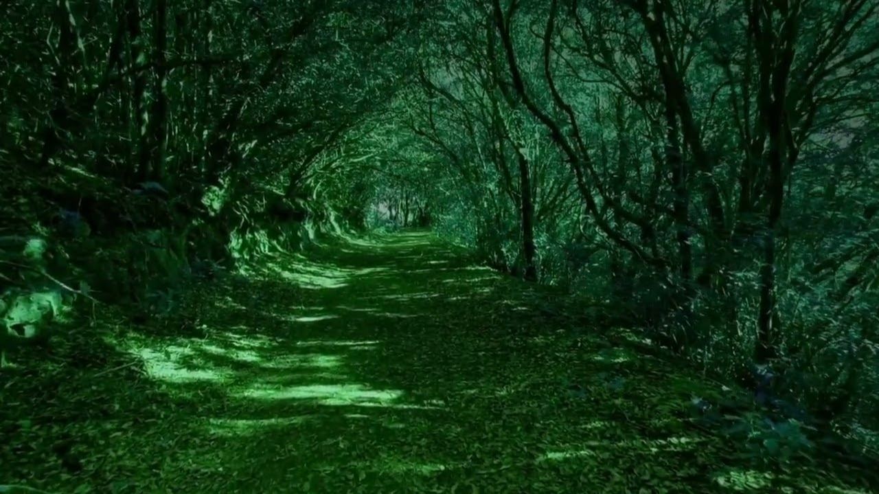 Релакс - Музыка // Лесные мечты: успокаивающая музыка для релаксации. смотреть онлайн