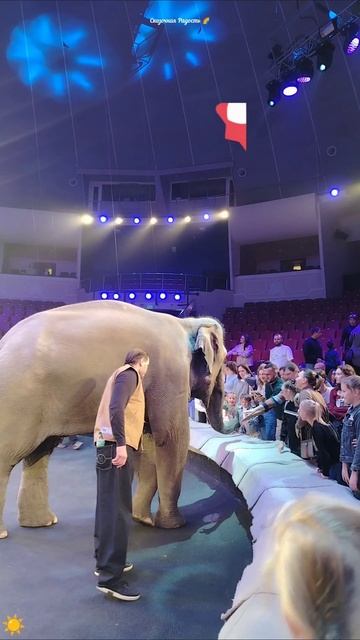 #слоны #цирк #саратов #15ноября2025год #событиедня #мои #эмоции #радость #впечатления смотреть онлайн