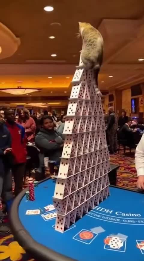 Не пускай кота в казино 🤣🤣 смотреть онлайн