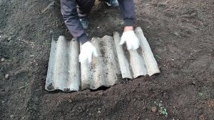 Продажа и укрытие саженца винограда.  Евгений РОМАН.