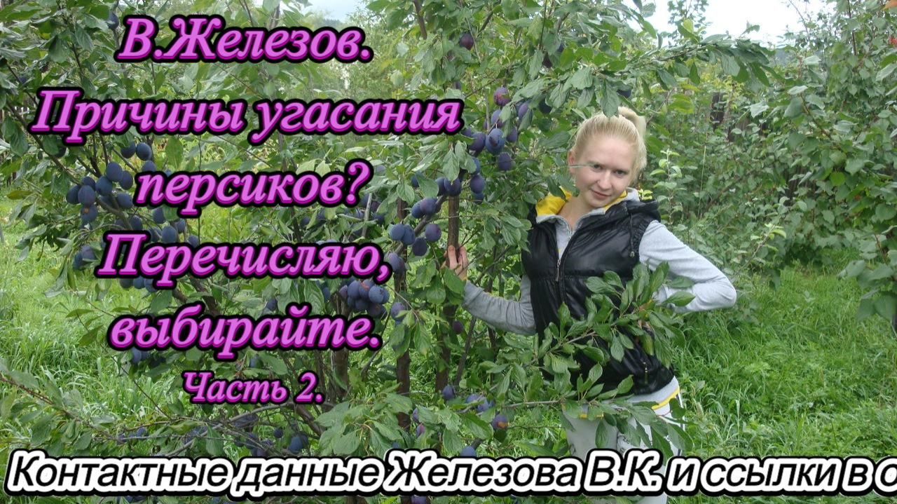 В.Железов. Причины угасания персиков? Перечисляю, выбирайте. Часть 2. смотреть онлайн