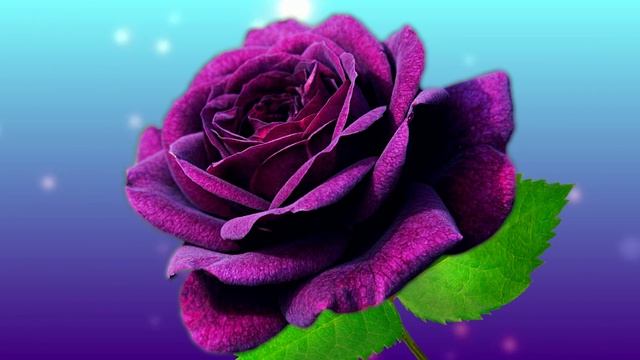 Футаж. Цветочный фон 245 смотреть онлайн