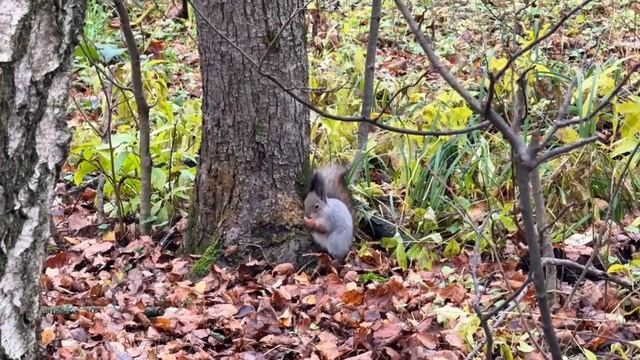 Осенняя пора в Подмосковье