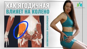 Как СРЕДНЯЯ ЯГОДИЧНАЯ МЫШЦА влияет на КОЛЕНИ?