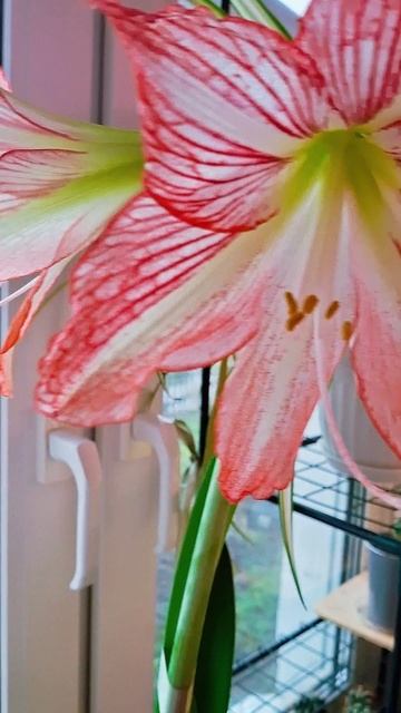 #shorts Серенада двух стрелок.