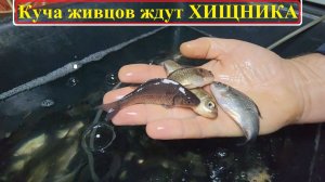 Куча ЖИВЦА: карасик и гольяны 1000+ шт. для Жерлиц. Щуке - капец !!!