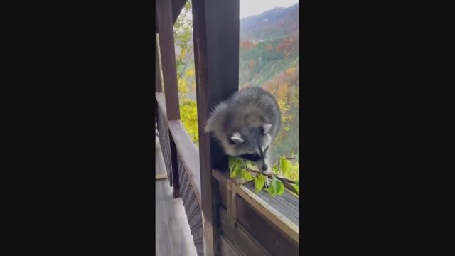 Енотик пришел