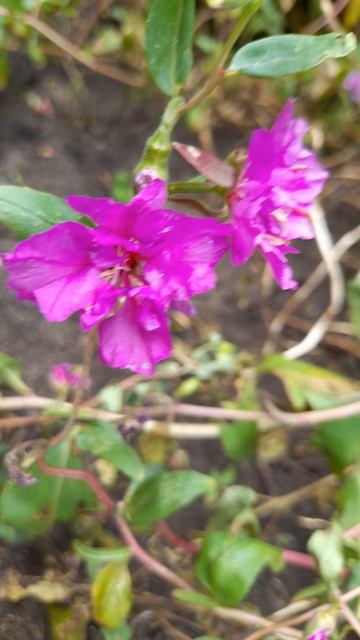 Кларкия изящная Смесь окрасок. смотреть онлайн