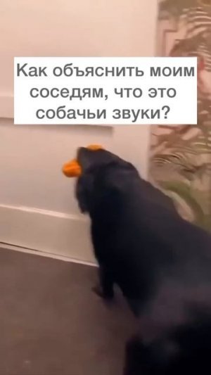 Собака подставляка😂