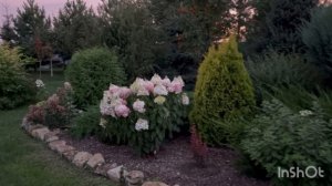 Гортензии приглашают на вечернюю прогулку