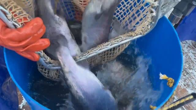 Запуск форели смотреть онлайн