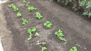 Сколько усов клубники высаживать в лунку