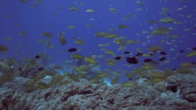 Релакс океан.mp4