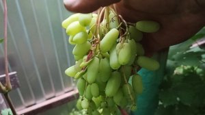 Якудзе почти окрасился, начало окрашивания сверхранних форм винограда.