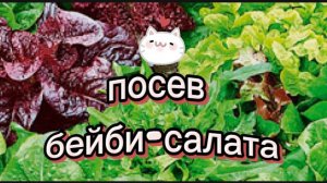 Посев бейби-салата, зимний огород, огород на подоконнике