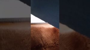 мяу-мяу 🐱
