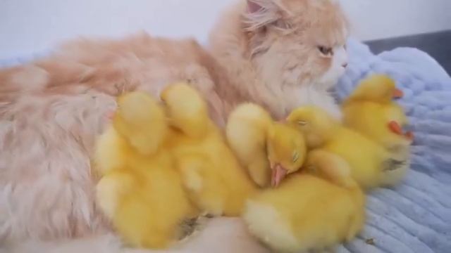 Мама-утка злится, когда кошка пытается украсть ее утят (2025 год) смотреть онлайн