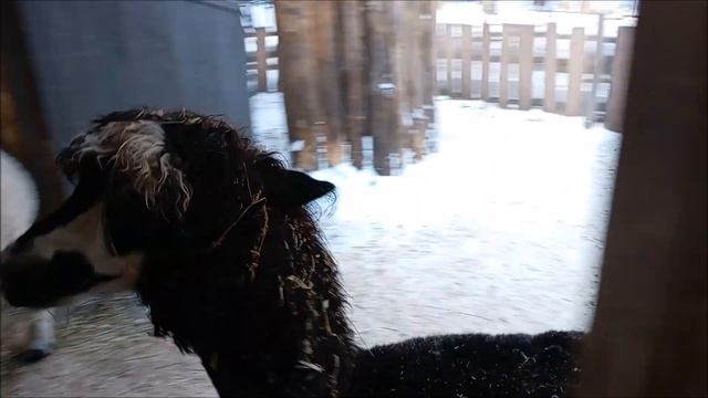 Ещё одна красавица альпака поселилась в нашем зоопарке 19.11.2025 смотреть онлайн