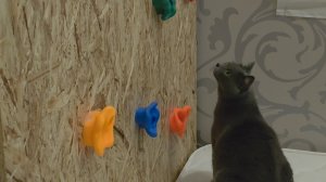 Как сделать домашний скалодром. Самое главное - это команда! Папа, мама, я, кошка и огромное желание