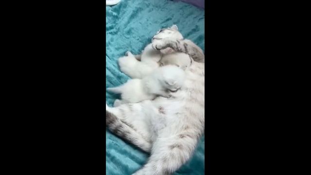 Маленькие котята борются за материнское молоко и пищат - 2024 год смотреть онлайн