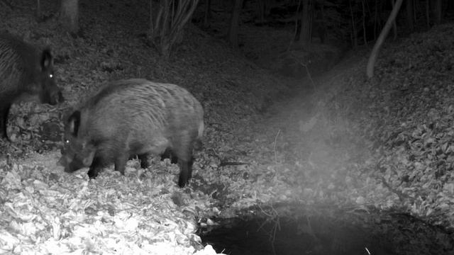Кабаны видео фото ловушки смотреть онлайн