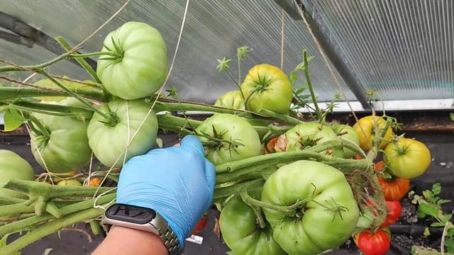 Эти 5 сорта Томата Шедевры и ЛУЧШИЕ помидоры ЗА 30 ЛЕТ смотреть онлайн