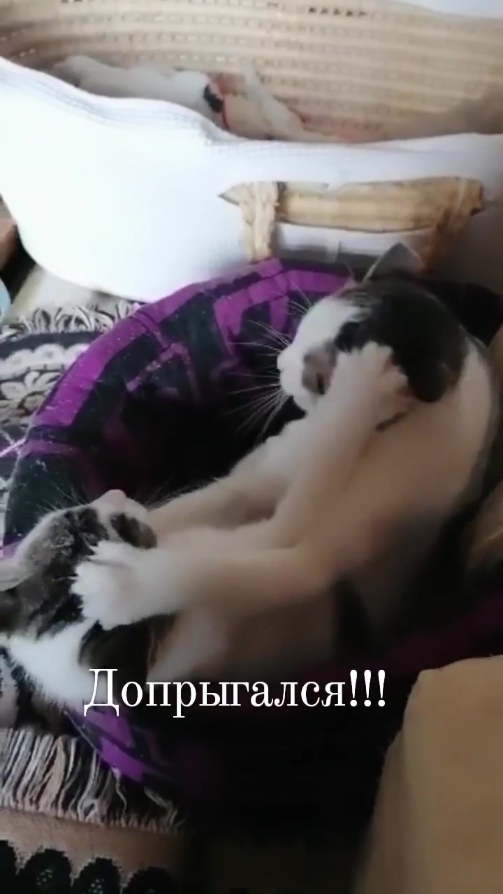 Иван Грозный и его старшая сестра[😃 Смешные животные (Из архива) смотреть онлайн