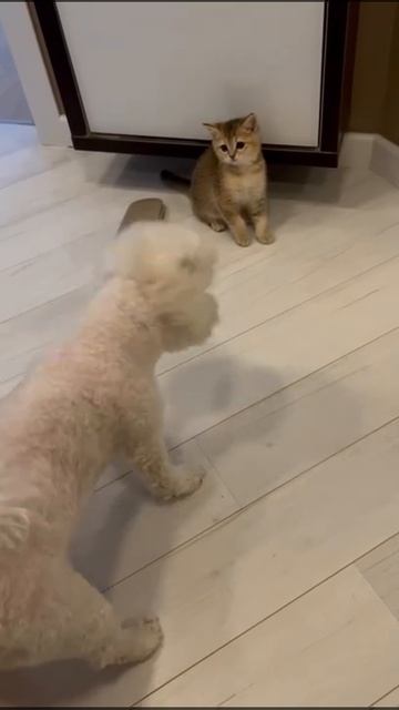 Собака и котенок - первое знакомство. смотреть онлайн