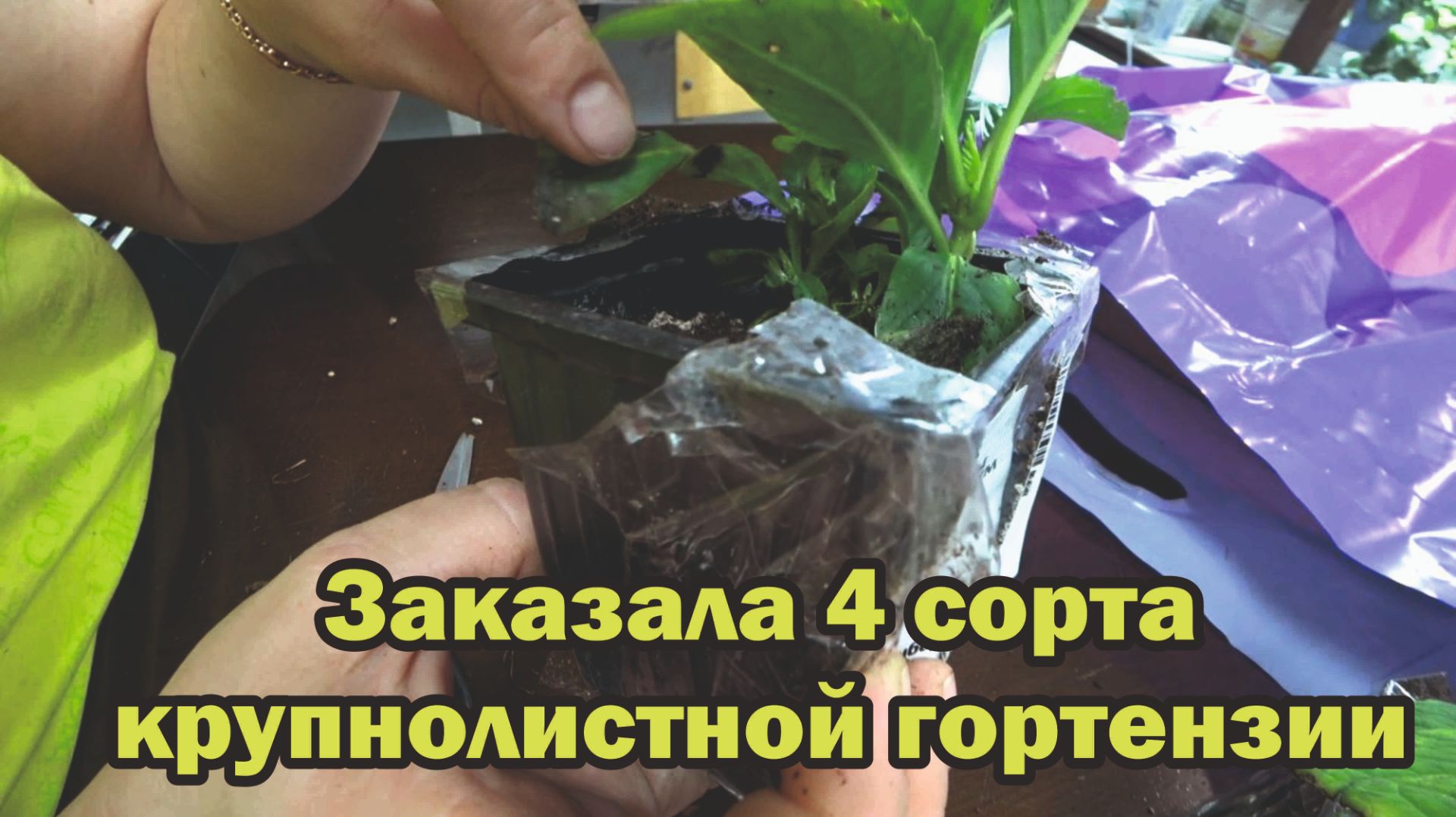 Обзор покупок с маркетплейса: сковорода, сжатый воздух, перчатки нитриловые, гортензии, мыло смотреть онлайн