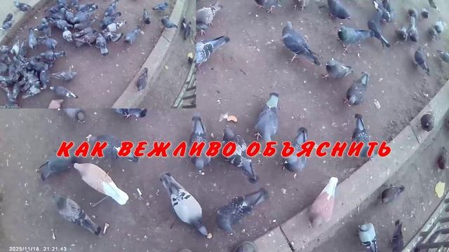 ДВА НАПРАВЛЕНИЯ смотреть онлайн