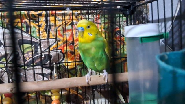 весёлые попугаи