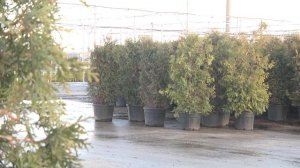 Погода благоволит победителям! 😉