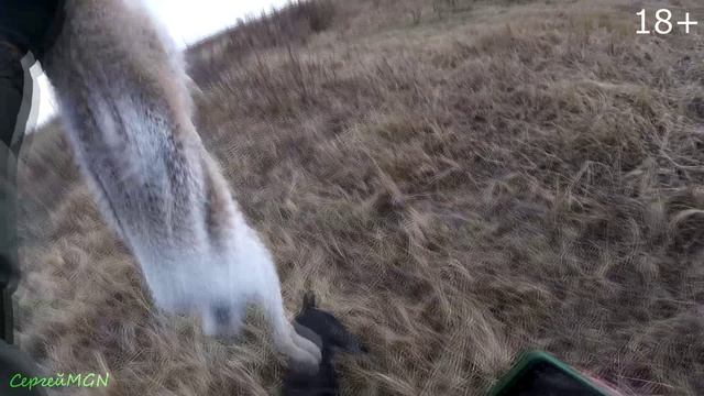 Заяц по чернотропу с дратхааром Арчи.