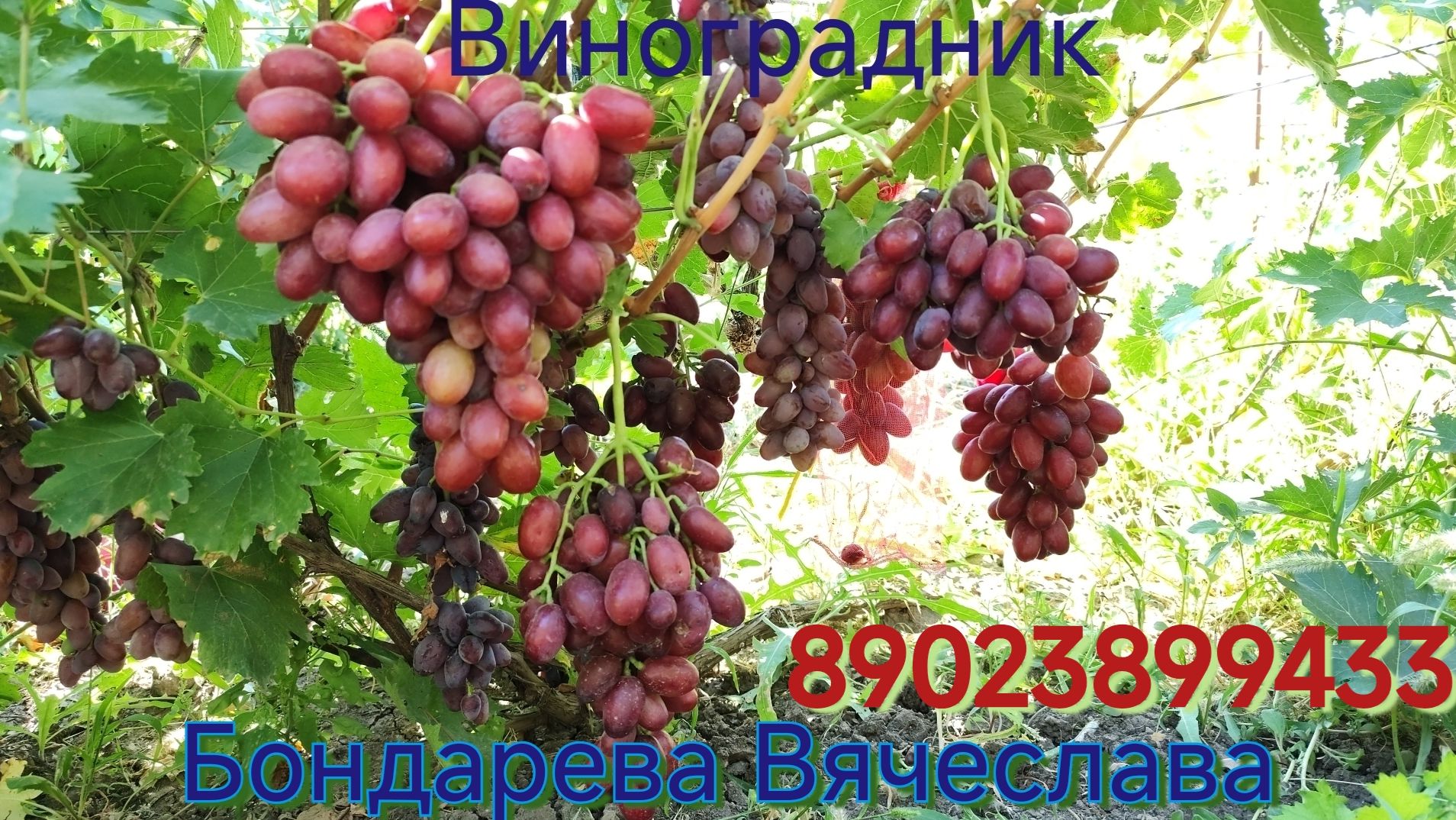 Гости. Предосмотр. смотреть онлайн