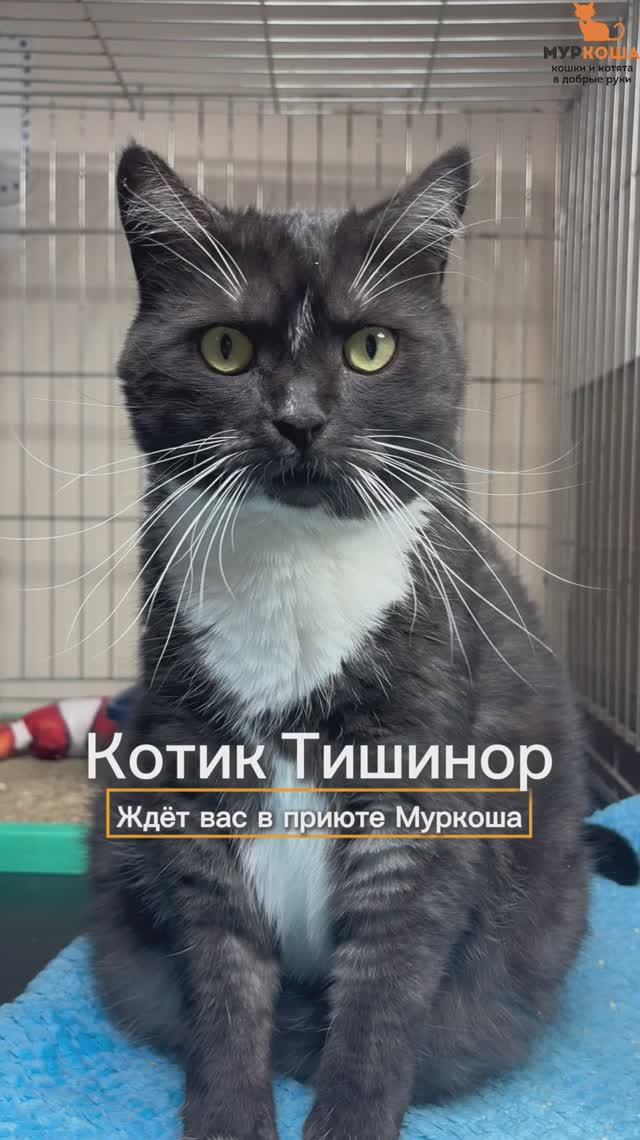 Тишинор ждёт вас в приюте #Муркоша смотреть онлайн