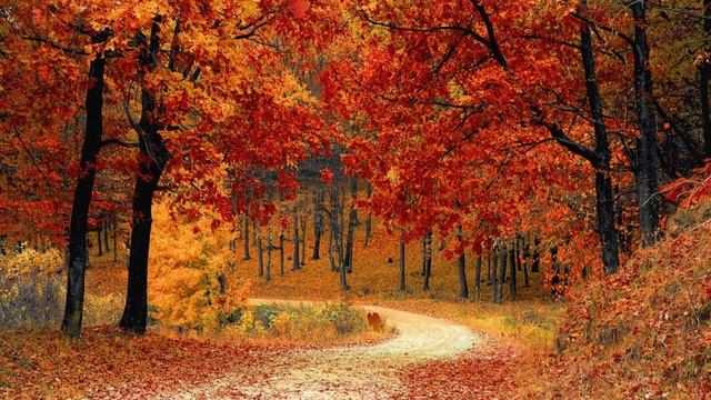 «Осень» стихи Ольги Синар смотреть онлайн