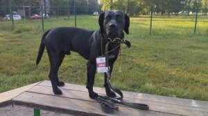 Хор @ Барьер @ Моя Жизнь Кино @ Жил Был Пёс @ Музей Псов