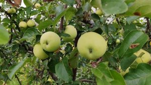 Налив исетский - сорт яблони