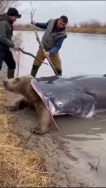 Мишка смотреть онлайн