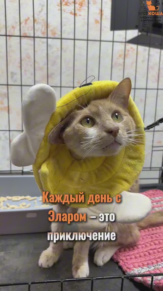 Элар ждёт вас в приюте #Муркоша смотреть онлайн