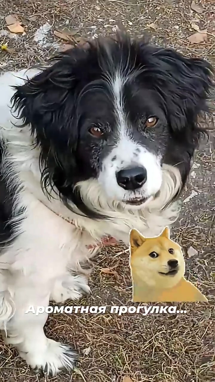 На природу, на прогулку! 🤗🦮 смотреть онлайн