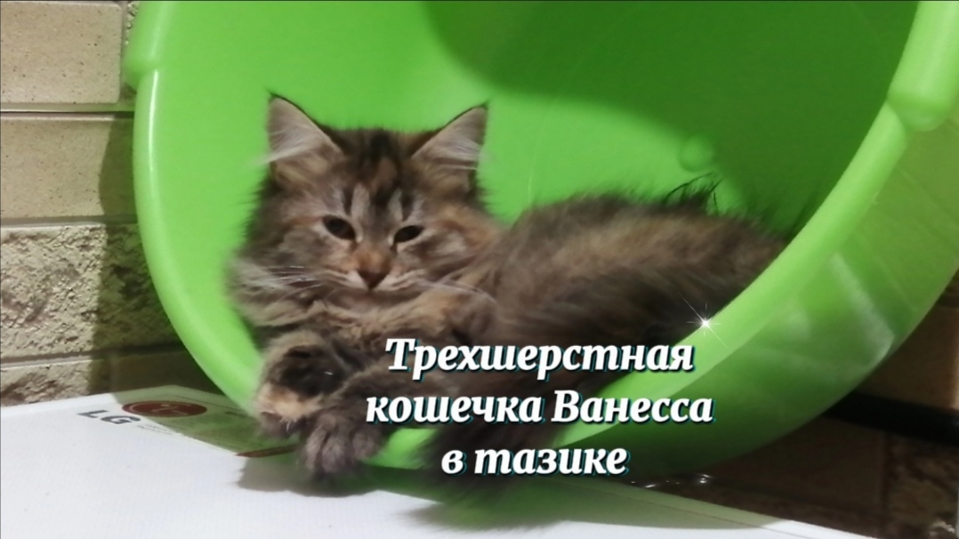 Милая кисуля Ванесса в тазике смотреть онлайн