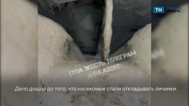 Тульский ЦО №31 кишит тараканами и их личинками смотреть онлайн