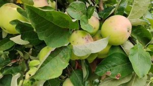 Июльское Черненко - сорт яблони