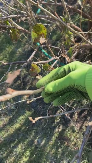 ЕСЛИ ОСЕНЬЮ ПРОСНУЛИСЬ ПОЧКИ НА СМОРОДИНЕ