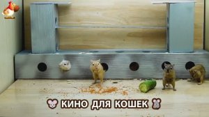 Видео для кошек про крысок развлекать питомцев 🐭🐀😂 (380)